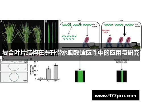 复合叶片结构在提升潜水脚蹼适应性中的应用与研究